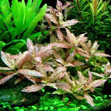 Image result for Hygrophila
