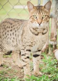 I am considering buying a savannah cat and was wondering about their size. About Savannah Cats A1 Savannahs
