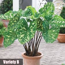 Check spelling or type a new query. 30pcs Alocasia Seed Potted Indoor And Outdoor Garden Plant Elephant Ear Bonsai Flower Seed Gmdo Shopee Malaysia