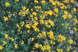 Image result for Lotus corniculatus