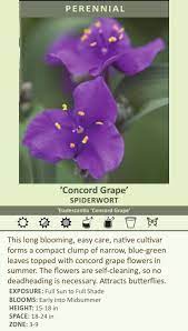 Check spelling or type a new query. 11 Concord Grape Spiderwort Ideas Plants Concord Grapes