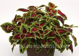 Image result for Coleus defoliatus