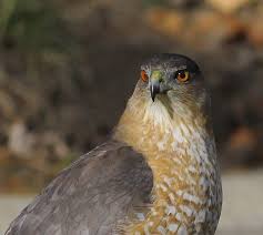 Michigan Birds Of Prey Pictures Coopers Hawk Photograph Posted On Pine River Review Pine River Inside The Chippewa Nature Center S 1400 Acres Of Beautiful Birds Cooper S Hawk Birds Of Prey