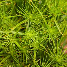 Image result for Cyperus tenax