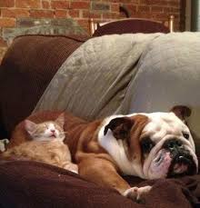 20 susse katzen die einen hund als kopfkissen lieben nr 20 sieht aus wie ein hund mit katzenhut schlafende katze hunde schlafen kuschelkatze