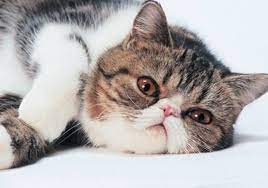 We did not find results for: Arti Mimpi Kucing Dan Tafsir Mimpi Melihat Kucing Menurut Islam Dan Primbon