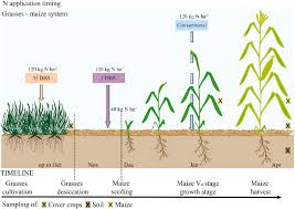 Image result for Urochloa brizantha