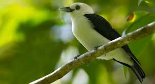 Image result for Vangueria vestita