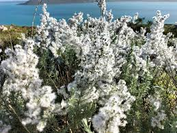 Image result for Eriocephalus racemosus