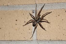 They particularly like starches, sweets, greasy foods, and meats. What Kind Of Spiders Eat Cockroaches Cockroach Zone