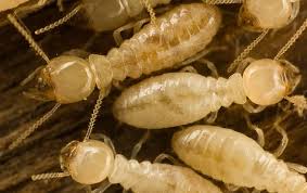 Termite control, from do it yourself pest control, termite treatment plans. Termite Control Queens Creek Az All Clear Pest Control