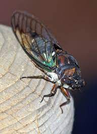 How do cicadas make sounds / noise? Cicada Sounds Are The Love Songs Of Summer