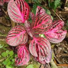 Image result for Iresine