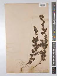 Image result for Searsia dentata