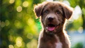 Cute Dogs Our Cheeky Pets Use Their Eyes To Make Us Do What They Want Cbbc Newsround
