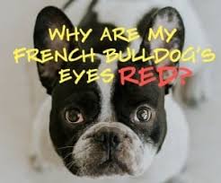 Eye problems in bulldogs are serious business. Why Are My French Bulldog S Eyes Red Pets Kb