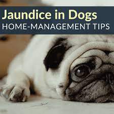 These dog fleas are the type of flea which most commonly carries and subsequently spreads tapeworm fleas can generally live only up to one week without food and outside of the larval cocoon without. Gwisjsxshowczm