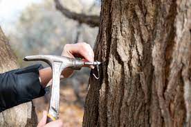 How To Make Your Own Maple Syrup