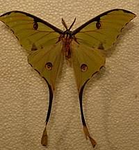 Maybe you would like to learn more about one of these? Spisok Luskokrilih Tanzaniyi Vikipediya