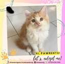 Nuansa Kucing Ponco, look for new pawrents😺 | Si manja clingy ...