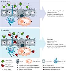 Image result for Radiation Colitis