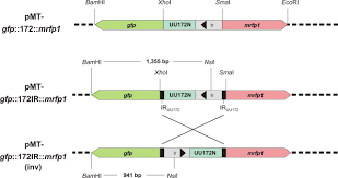 To facilitate cloning, the pbad/giii vector is provided in three different reading frames. Xerc Mediated Dna Inversion At The Inverted Repeats Of The Uu172 Phase Variable Element Of Ureaplasma Parvum Serovar 3 Sciencedirect
