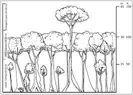 Image result for Dictyophleba lucida