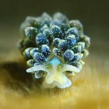 Image result for Selago coerulea