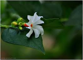 Night Flowering Jasmine Nyctanthes Arbor Tristis In 2020 Fragrant Flowers Flower Aesthetic Beautiful Flowers Garden