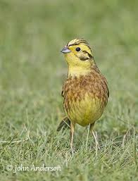 Bruant Jaune Bruant Jaune Oiseaux Rares Oiseaux