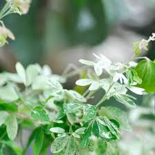 Image result for Pithecellobium dulce