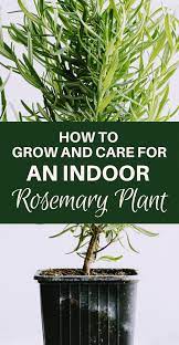 How To Grow And Care For An Indoor Rosemary Plant Rosemary Plant Rosemary Plant Care Growing Rosemary