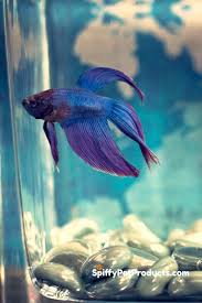 Betta Fish Tank Setup Ideas That Make A Statement Spiffy Pet Products Betta Fish Tank Pet Fish Betta Fish