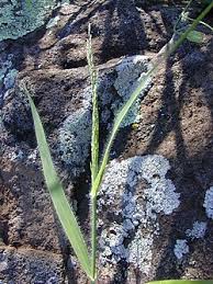 Image result for Panicum carneovaginatum