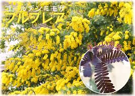 土っ子ニュース 土っ子倶楽部の植物たちの写真