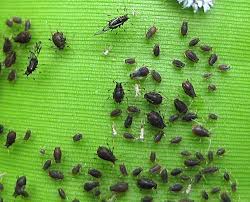 The disease can be spread by infected plant debris, plant wounds and injuries. Fact Sheet Banana Aphid 103