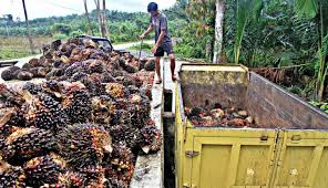 Perkebunan kelapa sawit pertama berlokasi di pantai timur sumatera (deli) dan aceh. Bukan Merugikan La Nina Justru Tingkatkan Produktivitas Sawit
