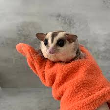 27 Sugar Glider Bonding Tips | Bonding With Your Sugar Gliders - Youtube
