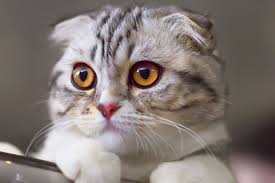 Some cats have extra toes which give we might overlook the importance of a cat's tail, but this part of the body helps our pets in maintaining their balance; Dwarfism In Cats It S Only Cute Til Someone Gets Hurt Britannica