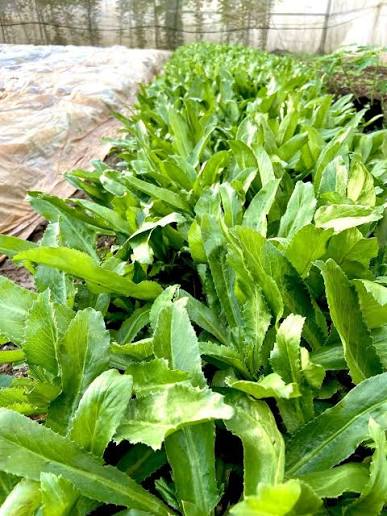 CÁCH TRỒNG NGÒ GAI TẠI NHÀ – DỄ KHÔNG TƯỞNG Ngò gai (mùi tàu) không chỉ là  gia vị thơm ngon mà còn là một loại dược liệu quý. Dưới đây là