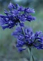 Image result for Agelanthus natalitius