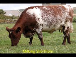 Dual Purpose Cattle Breeds Dairy Cow Breeds Types Of Cows Cow