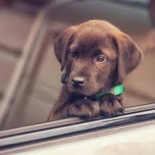 It S Kinda Ve Weird How Good Looking This Labrador Retriever Puppy Looks Labrador Retriever Labrador Retriever Dog Labrador