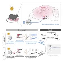 Melanopsin retinal ganglion cells mediate light-promoted brain development:  Cell