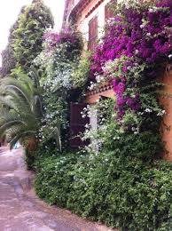 Bormes Les Mimosas Provence France French Riviera Provence