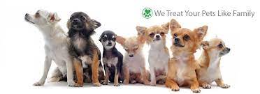 Maybe you would like to learn more about one of these? Lisa S Pet Grooming Stockton Ca Phone 209 946 9918