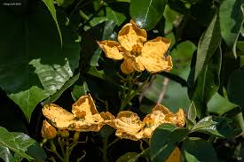 Image result for Cogniauxia