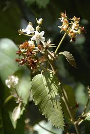 Image result for Dombeya torrida