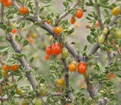 Image result for Lycium