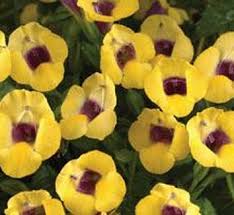 Image result for Linderniaceae